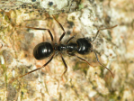 Die glänzend schwarze Holzameise (Lasius fuliginosus)