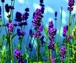 Lavendel, Fotonachweis: Ernst Rose / pixelio.de