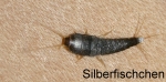 Silberfischchen, Fotonachweis: Sebastian Stabinger / wikimedia.org