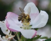 Biene auf Apfelblte, Fotorechte: Susan Haffmans