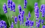 Lavendel
, Fotonachweis: Birgit H. / pixelio.de