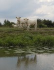 Rinder am Wasser